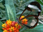 Motyl, Glasswing, Przeźroczyste, Skrzydła