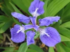 Niebieski, Kwiat, Irys