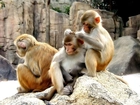 Trzy, Małpki, Ogród, Zoologiczny