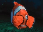 Rybka, Gdzie, Jest, Nemo
