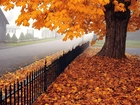 Jesień, Żółte, Liście, Drzewo, Ogrodzenie, Ulica