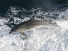 Delfin, Morze, Piana