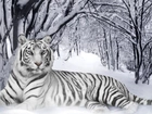 Tygrys, Las, Śnieg
