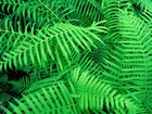 Zielone, Paprocie