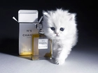 Kot, Perfumy, Chanel