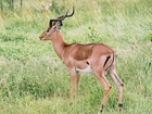 Antylopa, Impala