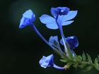 Niebieski, Kwiat, Liście