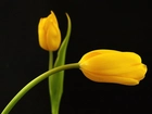 Dwa, Żółte, Tulipany
