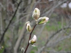 Rozkwitająca, Magnolia