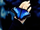 Ręka, Niebieski, Motyl