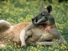 Kangur, Odpoczynek