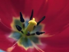 Środek, Czerwonego, Tulipana