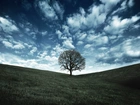 Pole, Drzewo, Chmury