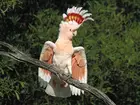 Papuga, kakadu, czubek