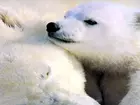 Niedźwiedź, Polarny, Matka