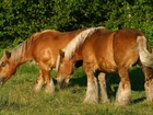 Konie, Trawa