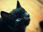 Czarny, Kot, Niebieskie, Oczy