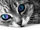Kot, Kolorowe, Oczy