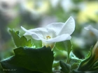 Biały, Kwiatek