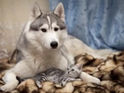Kot, Futerko, Siberian Husky