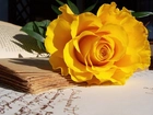 Żółta, Róża, Stara, Książka