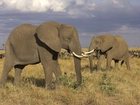 Słonie, Sawanna
