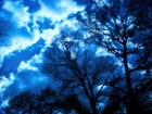 Drzewa, Las, Chmury