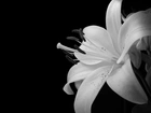 Piękny, Biały, Kwiat