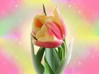 Dwukolorowy, Tulipan
