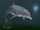 Delfin, Meduza, 3D
