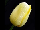 Żółty, Mokry, Tulipan