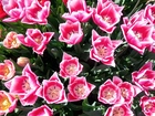 Ogród, Różowych, Tulipanów