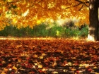 Jesień, Drzewo, Opadłe, Liście