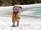 Pies, Skok, Plaża