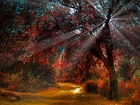 Las, Jesień, Przebijające, Światło