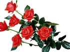 Róże, Bukiet