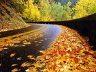 Droga, Liście, Jesień