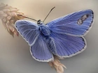 Niebieski, Motyl, Modraszek, Kłos