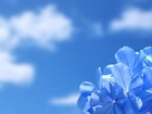 Niebo, Niebieskie, Kwiatki