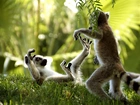Lemury, Zabawa