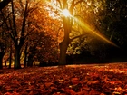 Jesień, Las, Przebijające, Światło