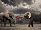 Dwa, Słonie, Róże