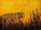 Tygrys, Rysunek