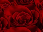 Czerwone, Róże, Tekstura