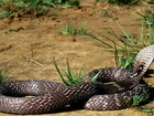 Wąż, Kobra, Trawa