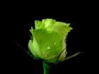Zielona, Róża