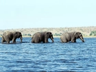 Trzy, Słonie, Woda