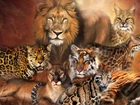Lew, Lampart, Puma, Tygrys, Duże, Koty