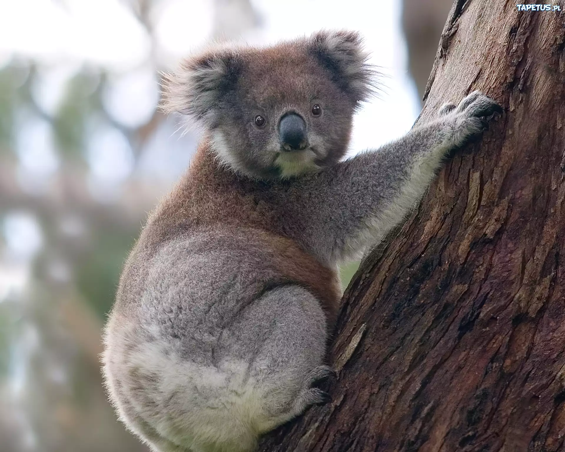 mis koala