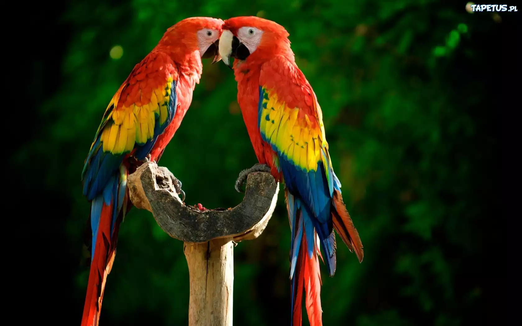 cudowne-zwierz-ta-i-ptaki-papugi